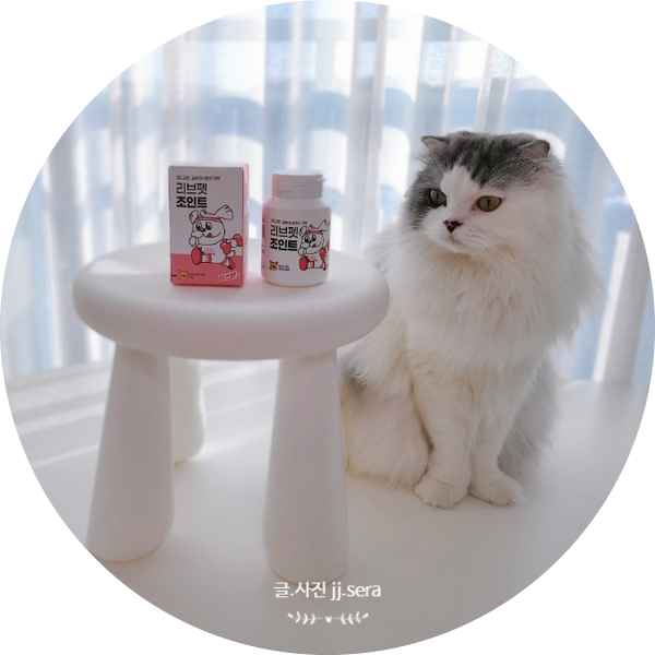 스코티쉬폴드 먼치킨 유전병 관절 관리는 리브펫 조인트 고양이영양제로 해주고 있어요.