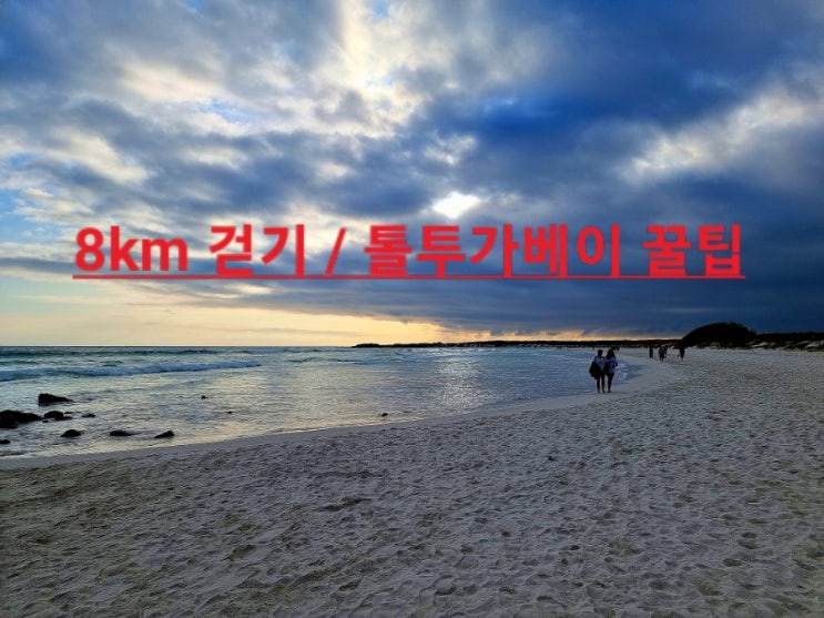  [ 산타크루스섬 ] 왕복만 8km 걷기 / 감탄만 나오는 톨투가베이 (tortuga bay) 꿀팁 ! / 갈라파고스