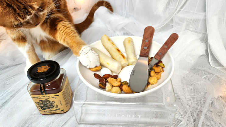  고양이 강아지 꿀 떡 먹어도 될까? 먹어도 되는 음식 종류 알아볼게요