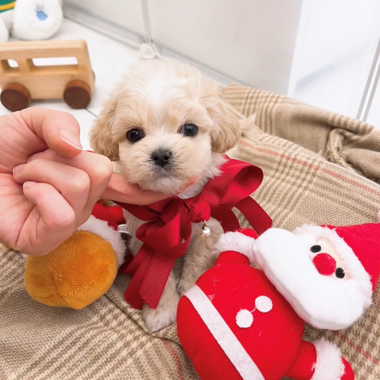  정읍애견샵 건강한곳 말티즈 크림푸들 비숑키우기
