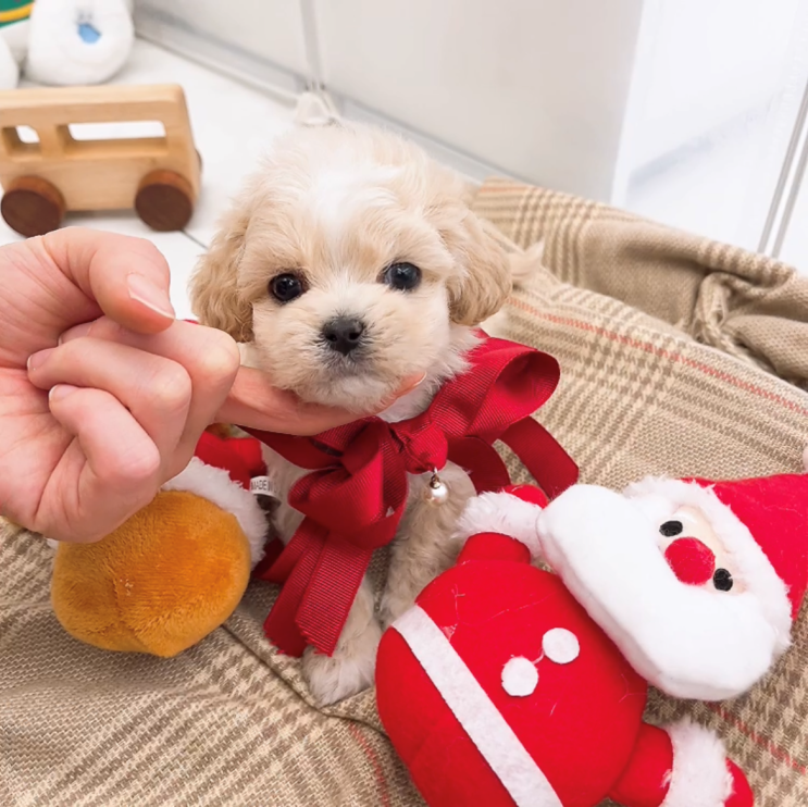 정읍애견샵 건강한곳 말티즈 크림푸들 비숑키우기