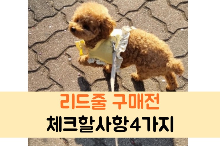  강아지 리드줄 고를때 체크할것