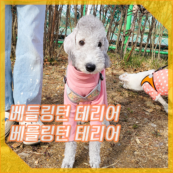  베를링턴 베들링턴 테리어 기본정보, 포토, 성격, 특징