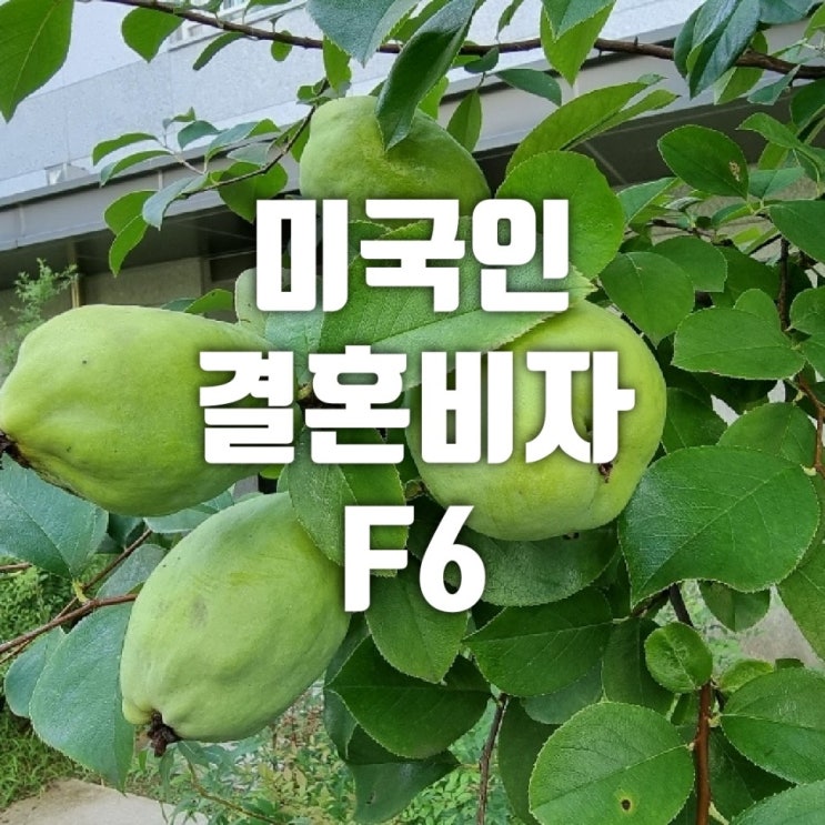  미국인과 혼인신고 후 F6 결혼비자 허가 받는 절차 안내