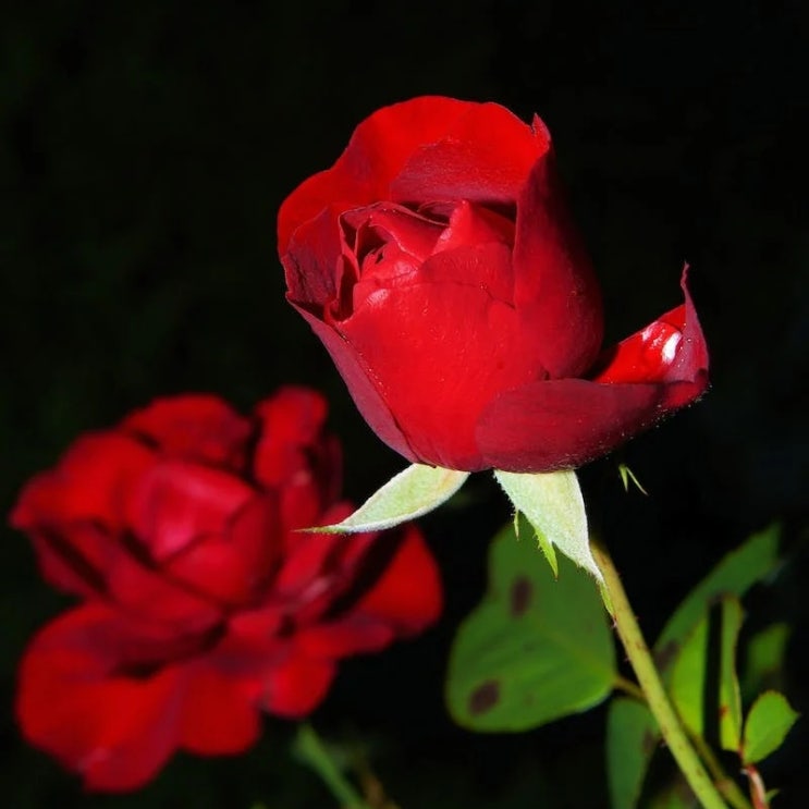  예쁜 장미 꽃말 알려드려요️ 꽃도 알고 꽃말도 알아가요!