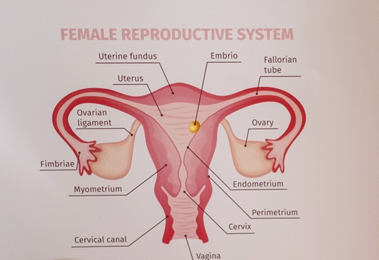  자궁경부암의 증상과 검진시 보이는 것은
