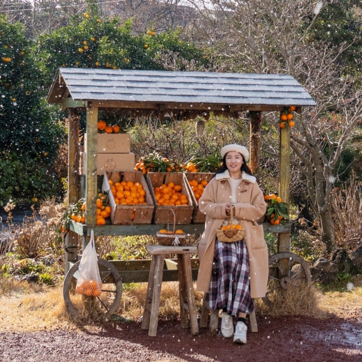 제주 비행기 결항 폭설 도로통제 실시간 여행 중