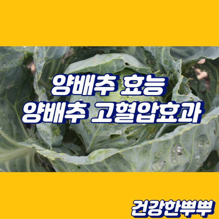  양배추효능 양배추고혈압 양배추가스 총정리