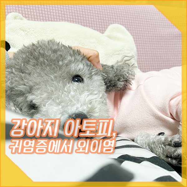  강아지 아토피, 귀염증에서 외이염(사이토포인트, 넵트라)