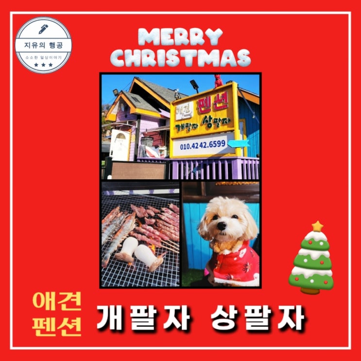  홍천 개팔자 상팔자 애견 펜션 - 독채 마조람 개별운동장 내돈내산 추천 겨울 여행