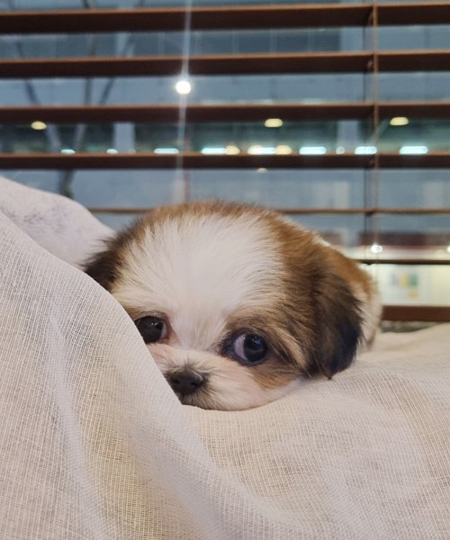  겨울철 강아지 산책해도 될까요? / 강아지 겨울 산책 / 주의상황