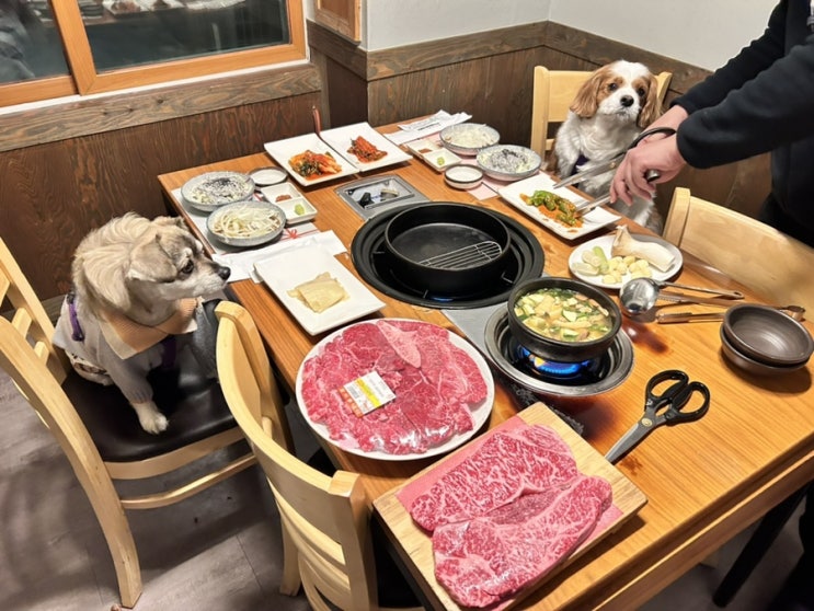  별내 애견동반식당 한우 전문점 담소 가족식사 굿