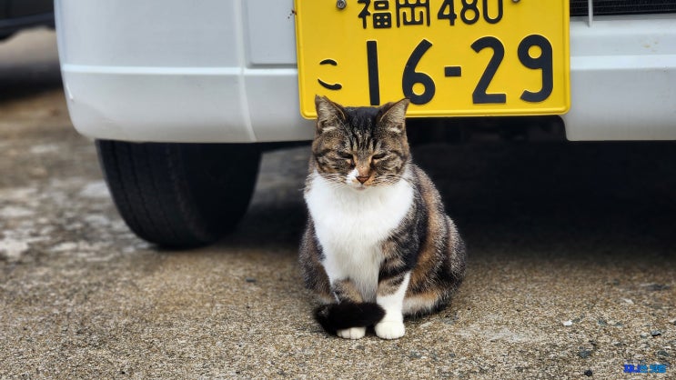 후쿠오카 근교 여행 : 아이노시마 고양이섬 가는 법, 신구항 페리 시간표