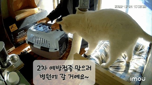  옥수 2차 예방 접종했어요 ^^ : 유기묘옥수