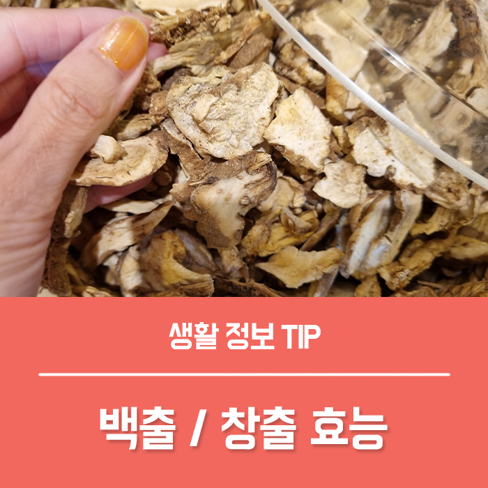  삽주 효능 5가지 창출 백출 차이 삽주 부작용은?