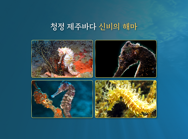 청정지역 제주바다 양식에 성공한 해마가 원재료 ‘해마킹골드’