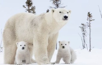 [지구온난화] 북극 빙하 감소 캐나다 북극곰 개체 수 절반으로 감소
