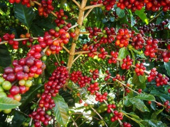 [지구온난화] 기상이변 이상기후 케냐 커피나무 지독한 가뭄, 기후 변화로 고사 위기