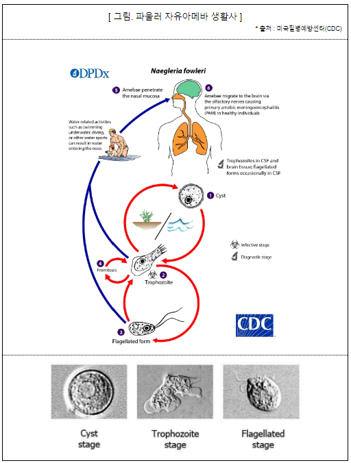 해외에서 입국 후 뇌수막염증을 보인 환자로부터 파울러자유아메바 감염 확인(12.21.) (12.26.월)