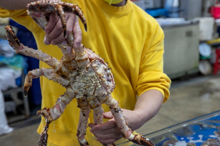 수원킹크랩 권선동맛집 :: 제철맞은 싱싱한 대게 꽃게 가격 '대명수산'