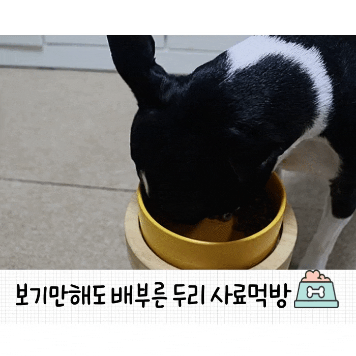  기호성 좋은 강아지 사료 더리얼 크런치 연어 어덜트 냄새부터 다르네