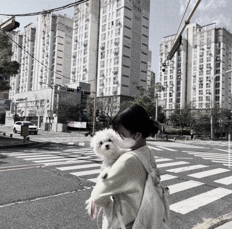 솜 블로그, 잠정적으로 중단합니다.