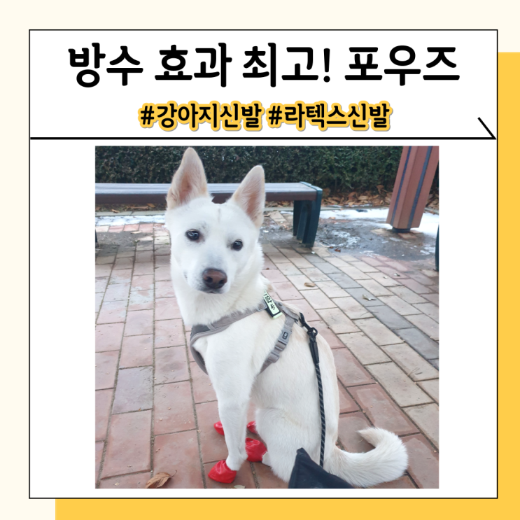 강아지 라텍스 신발 사기전에 장단점 체크하세요 강아지 라텍스 신발 사기전에 장단점 체크하세요