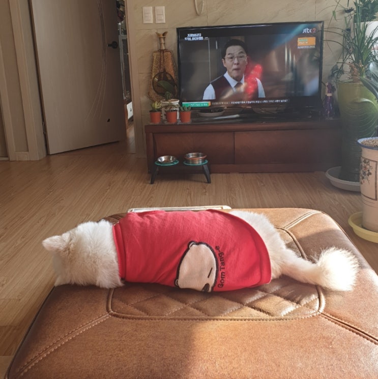  내 눈에만 귀엽게 보이는건가?