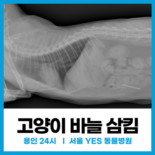  [외과] 고양이 바늘삼킴, 고양이 응급 수술 ( 용인 동탄  24시 전문 진료 센터)