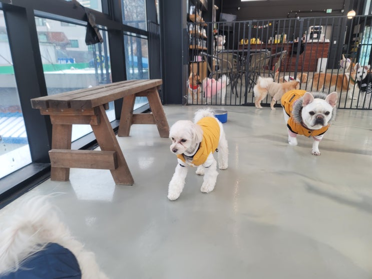  분당애견유치원:) 라드독