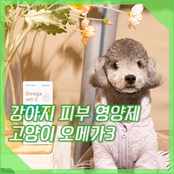  강아지 피부 영양제 고양이 오메가3, 지인에게 추천받음