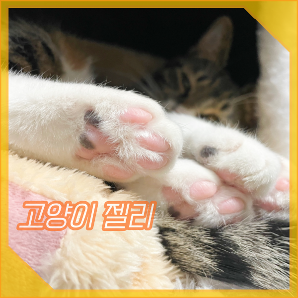  고양이 발바닥 젤리 집사도 몰랐던 비밀