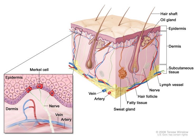 메르켈 세포 / 표피- 기저층, 피부 건강 Merkel cell