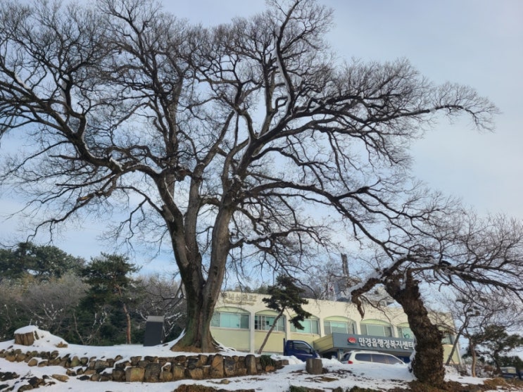  김제 가볼 만한 곳, 만경 당산목 팽나무(김제시 향토 문화유산 기념물 제1호)