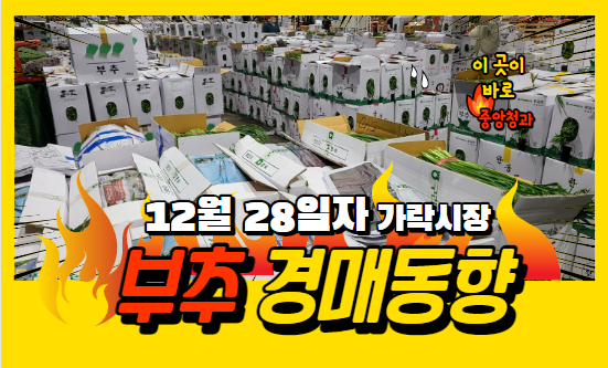  [경매사 일일보고] 12월 28일자 가락시장 "부추" 경매동향을 살펴보겠습니다!