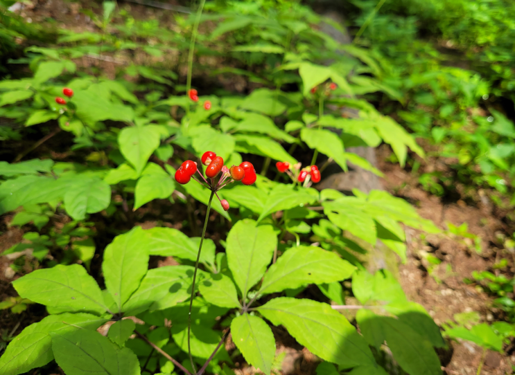 산양삼, 돌배류 복합추출물로 면역력 관리하세요! 산양삼, 돌배류 복합추출물로 면역력 관리하세요!