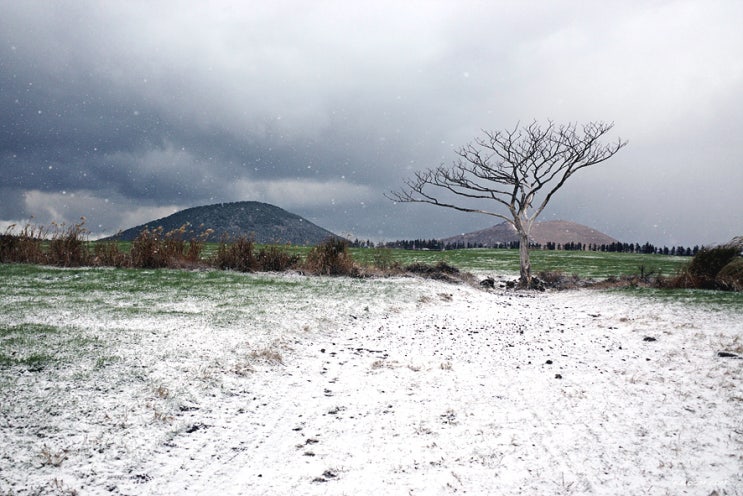 제주 나홀로나무, 성이시돌목장 겨울 풍경