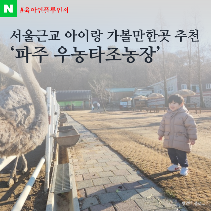 서울근교 아이랑갈만한곳 추천 우농 타조농장 외부음식반입가능, 시간 제한 없음!