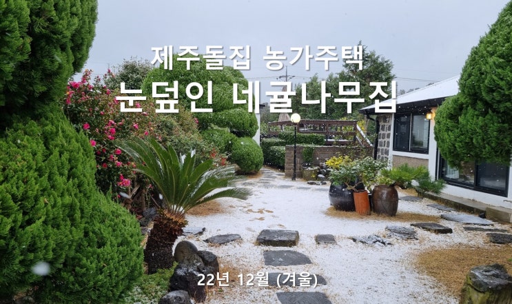 눈덮힌 제주돌집: 제주도 한달살기 숙소, 제주 겨울 12월