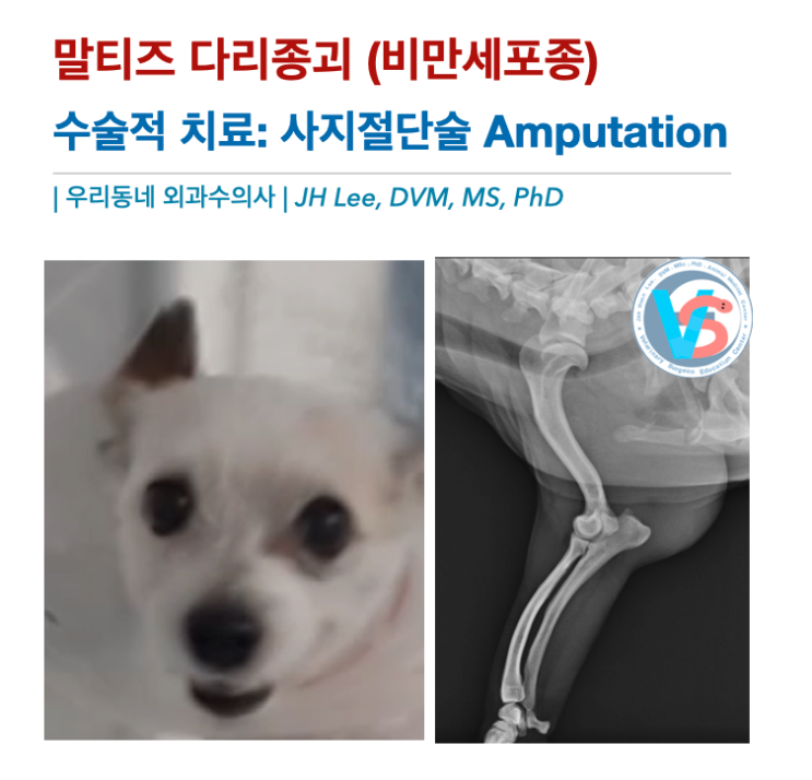  말티즈 다리 종괴 (비만세포종, mast cell tumor, MCT)  케이스  (feat,amputation)