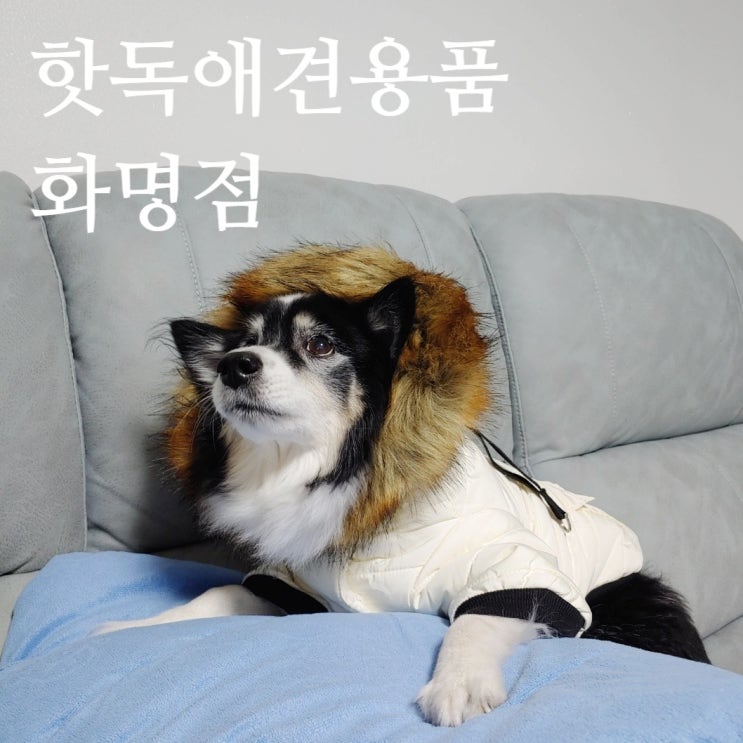  화명동애견용품 | 핫독애견용품 화명점 패딩부터 부산강아지유모차 까지 다있소