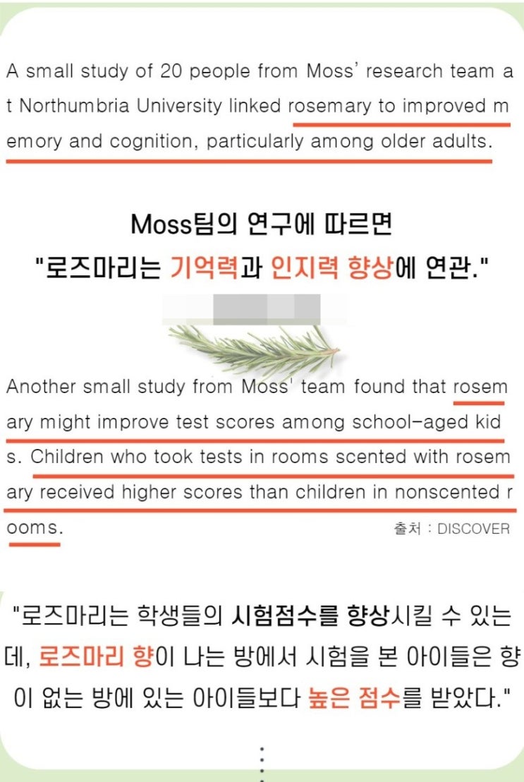  당신이 찾고 있던 로즈마리 효능 제대로 알기