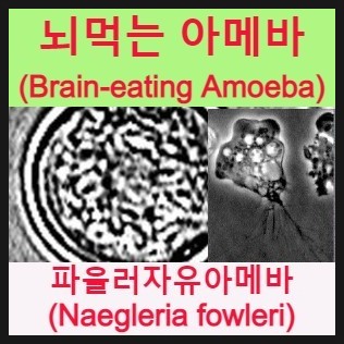'뇌 먹는 아메바(Brain-eating Amoeba)'로 알려진 '파울러자유아메바' 감염으로 국내 첫 사망사례 발생