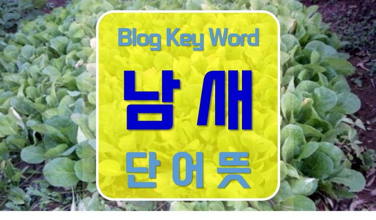  남새뜻 2022년12월27일키워드입니다.
