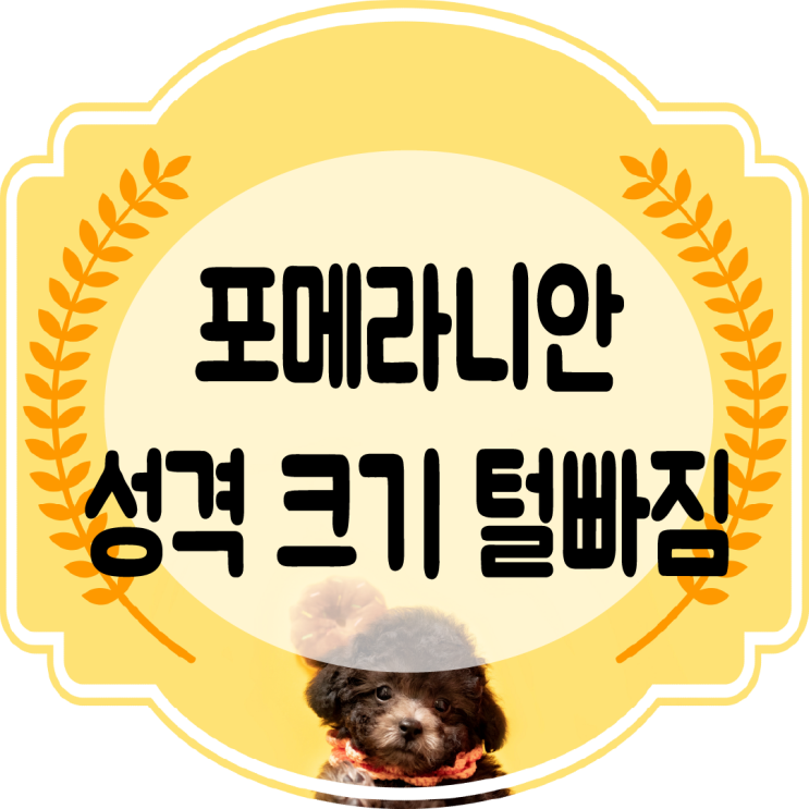  포메라니안 키우기 기본상식 (성격 . 크기 . 털빠짐 . 알로페시아)