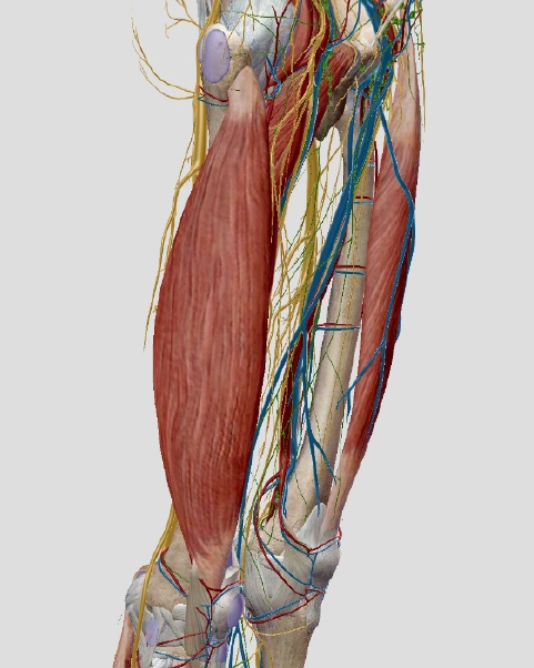 외측광근(vastus lateralis) 무릎 바깥쪽 외측 통증 , 외측광근 마사지 스트레칭 !!