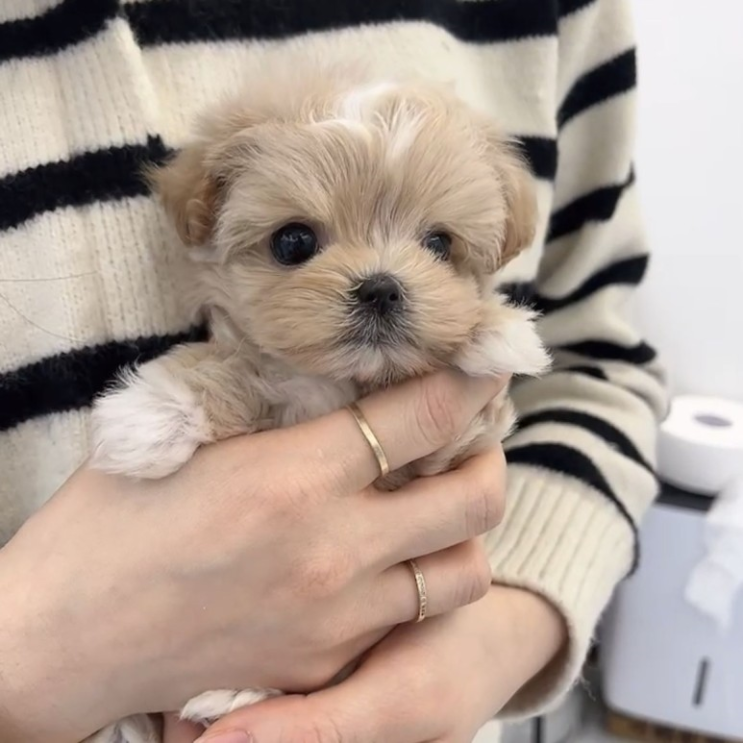  곡성강아지입양 후기만족 말티즈 크림푸들 비숑키우기