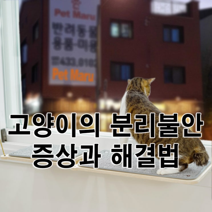  고양이의 분리불안 증상과 해결법