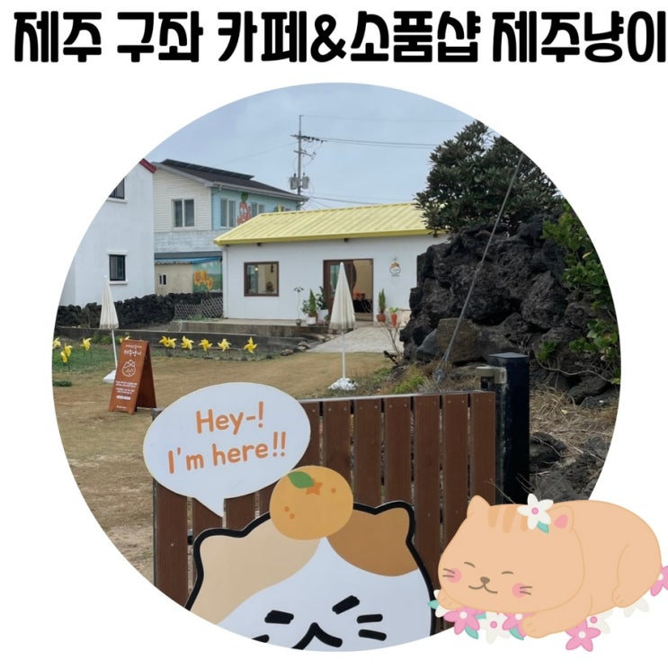 [제주 구좌 카페] 구좌 감성소품샵 제주냥이 귀여운 고양이가 있는 카페