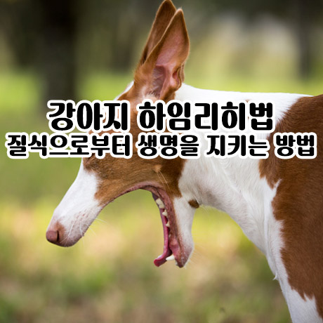 강아지 하임리히법 - 질식으로 생명을 지키는 방법